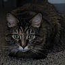 Meeko joined the competition — help win amazing prizes! cat, tabby, green_eyes, fur, whiskers, carpet, indoor, pet, animal, feline, crouching, focused, closeup, mammal, domestic_animal, cute, fluffy, brown, black, striped