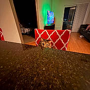 Meeko joined the competition — help win amazing prizes! cat, curious, red_chair, granite_countertop, living_room, television, wooden_floor, window, sliding_door, couch, home_interior, night, indoor, furniture, pet, animal, pattern, light, shadow, cozy