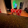 Meeko joined the competition — help win amazing prizes! cat, curious, red_chair, granite_countertop, living_room, television, wooden_floor, window, sliding_door, couch, home_interior, night, indoor, furniture, pet, animal, pattern, light, shadow, cozy