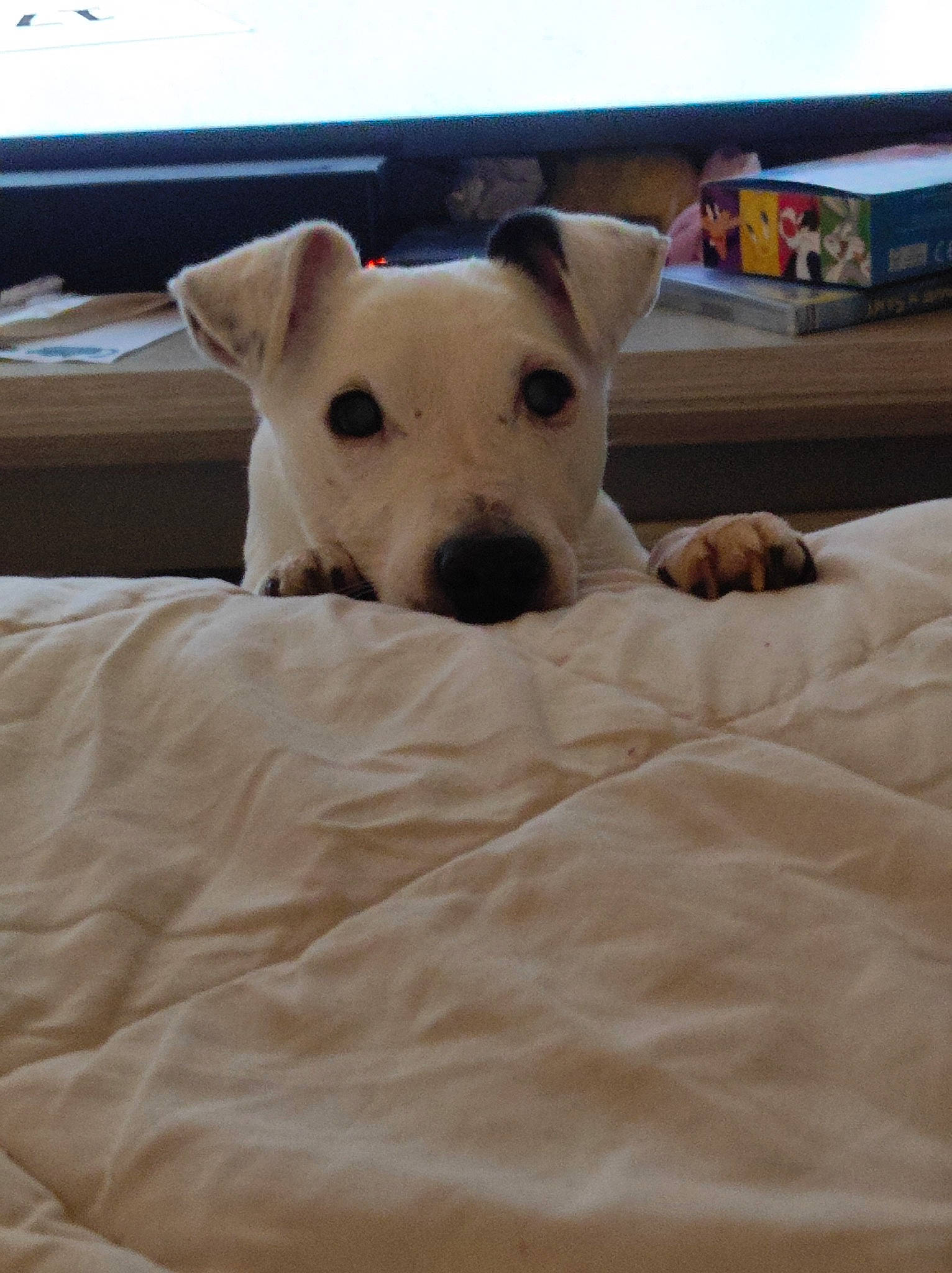 Booba participe au concours pour gagner de l'argent avec cette photo : bed, bedding, carnivore, collar, comfort, companion_dog, computer_keyboard, dog, dog_breed, fawn, linens, pet_supply, snout, sporting_group, tail, terrestrial_animal, toy_dog, whiskers, wood, working_animal