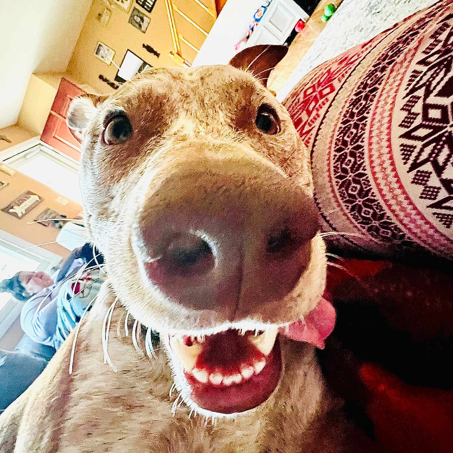 Kirby Yocum is registered to the contest to win money with this photo: brown_dog, carpet, close_up, couch, cute, dog, funny, furniture, happy, home_decor, indoor, living_room, nose, pattern, person, smiling, teeth, tongue_out, whiskers, wide_angle