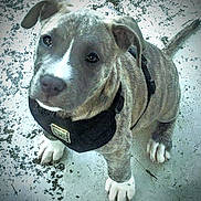 Brud joined the competition — help win amazing prizes! accessories, animal, ball, boxer, bulldog, canine, dog, football, hound, leash, pet, pitbull, puppy, snout, soccer, sport, strap, tennis, tennisball, whitedog