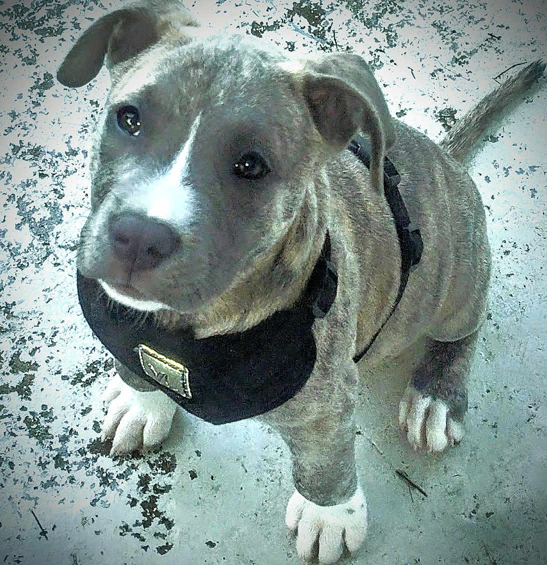 Brud joined the competition — help win amazing prizes! accessories, animal, ball, boxer, bulldog, canine, dog, football, hound, leash, pet, pitbull, puppy, snout, soccer, sport, strap, tennis, tennisball, whitedog