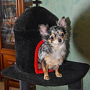 Malia a rejoint le concours — aidez-le/la à gagner de superbes lots ! dog, chihuahua, small_dog, indoor, pet, animal, furry, cute, black, red, top_hat, cat_tower, furniture, wooden, domestic, companion, portrait, curious, ears_up, sitting