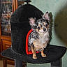 dog, chihuahua, small_dog, indoor, pet, animal, furry, cute, black, red, top_hat, cat_tower, furniture, wooden, domestic, companion, portrait, curious, ears_up, sitting
