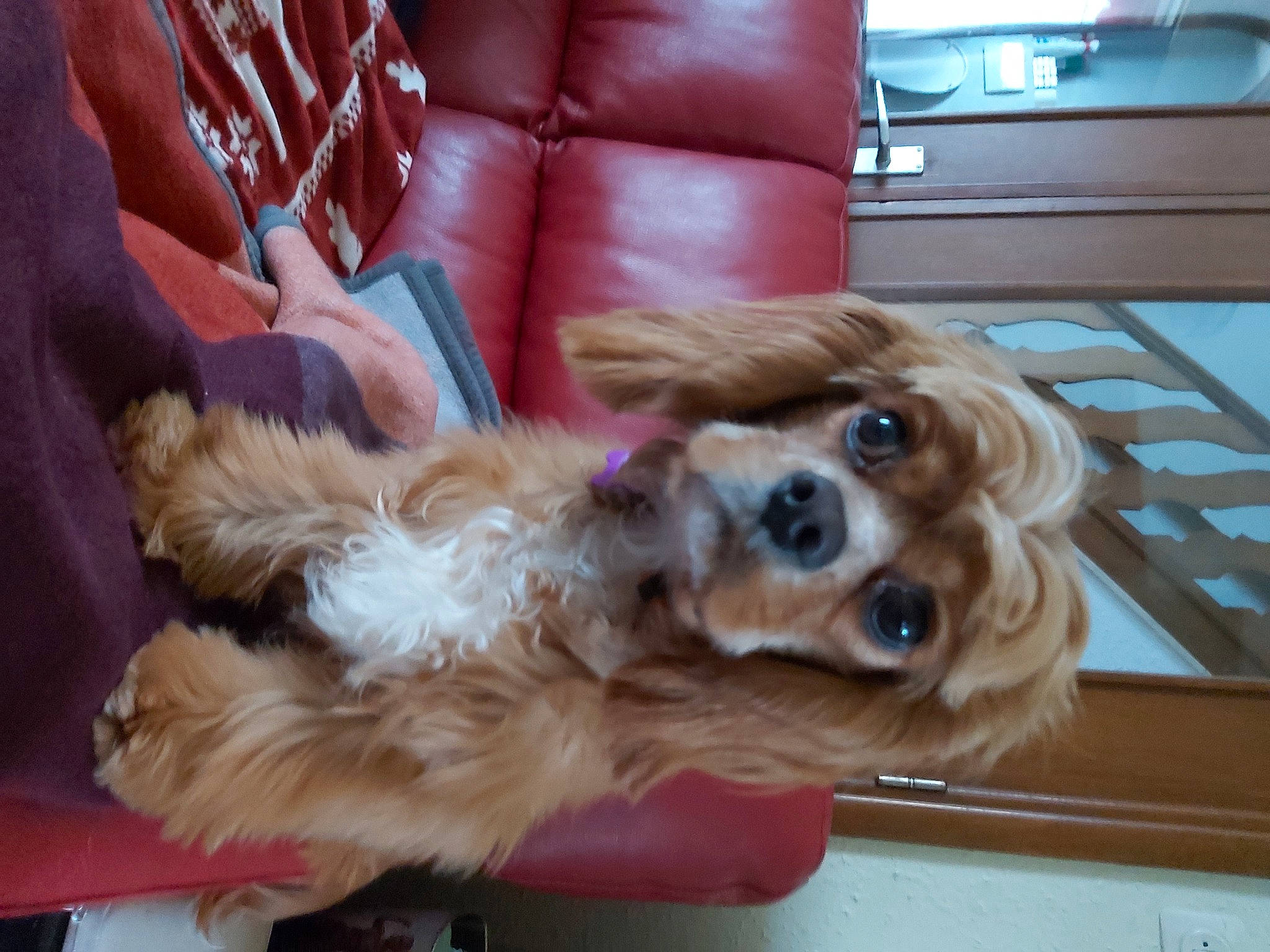 Suzan a rejoint le concours — aidez-le/la à gagner de superbes lots ! carnivore, cavalier_king_charles_spaniel, cocker_spaniel, comfort, companion_dog, couch, dog, dog_breed, fawn, fur, gun_dog, liver, pet_supply, retriever, snout, spaniel, sporting_group, toy_dog, wood, working_animal