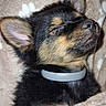 Noellya participe au concours pour gagner de l'argent avec cette photo : animal, black_and_tan, blanket, canine, chihuahua, close_up, collar, cozy, cute, dog, floppy_ears, fur, indoors, pet, portrait, puppy, resting, sleeping, snuggled, squinting