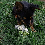 Noellya participe au concours pour gagner de l'argent avec cette photo : animal, black_and_tan, canine, close_up, curious, dog, floppy_ears, flowers, garden, grass, greenery, nature, outdoors, plants, portrait, puppy, small_dog, sniffing, white_flowers, wildflowers