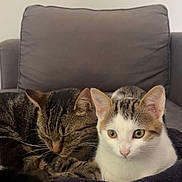 Aby Et Uranus a rejoint le concours — aidez-le/la à gagner de superbes lots ! animal, blanket, cat, cats, companionship, couch, cozy, curious, cute, domestic_animal, ears, feline, furniture, indoor, pet, resting, sleeping, tabby_cat, whiskers, white_cat