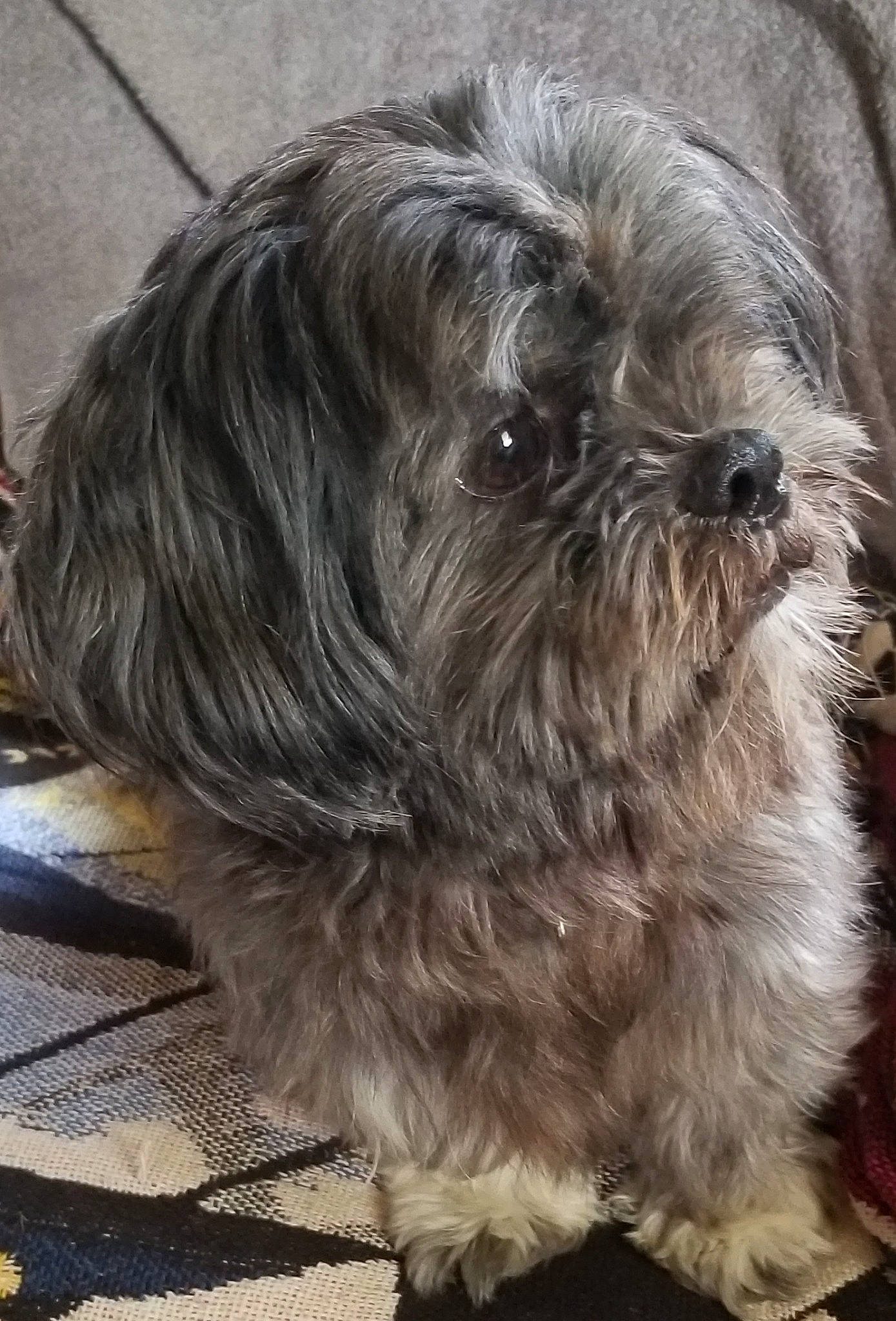 George is registered to the contest to win money with this photo: canidae, carnivore, companion_dog, dog, dog_breed, fur, grey, liver, maltepoo, poodle_crossbreed, shih_poo, shih_tzu, small_terrier, snout, sporting_group, statue, terrestrial_animal, terrier, toy_dog, working_animal