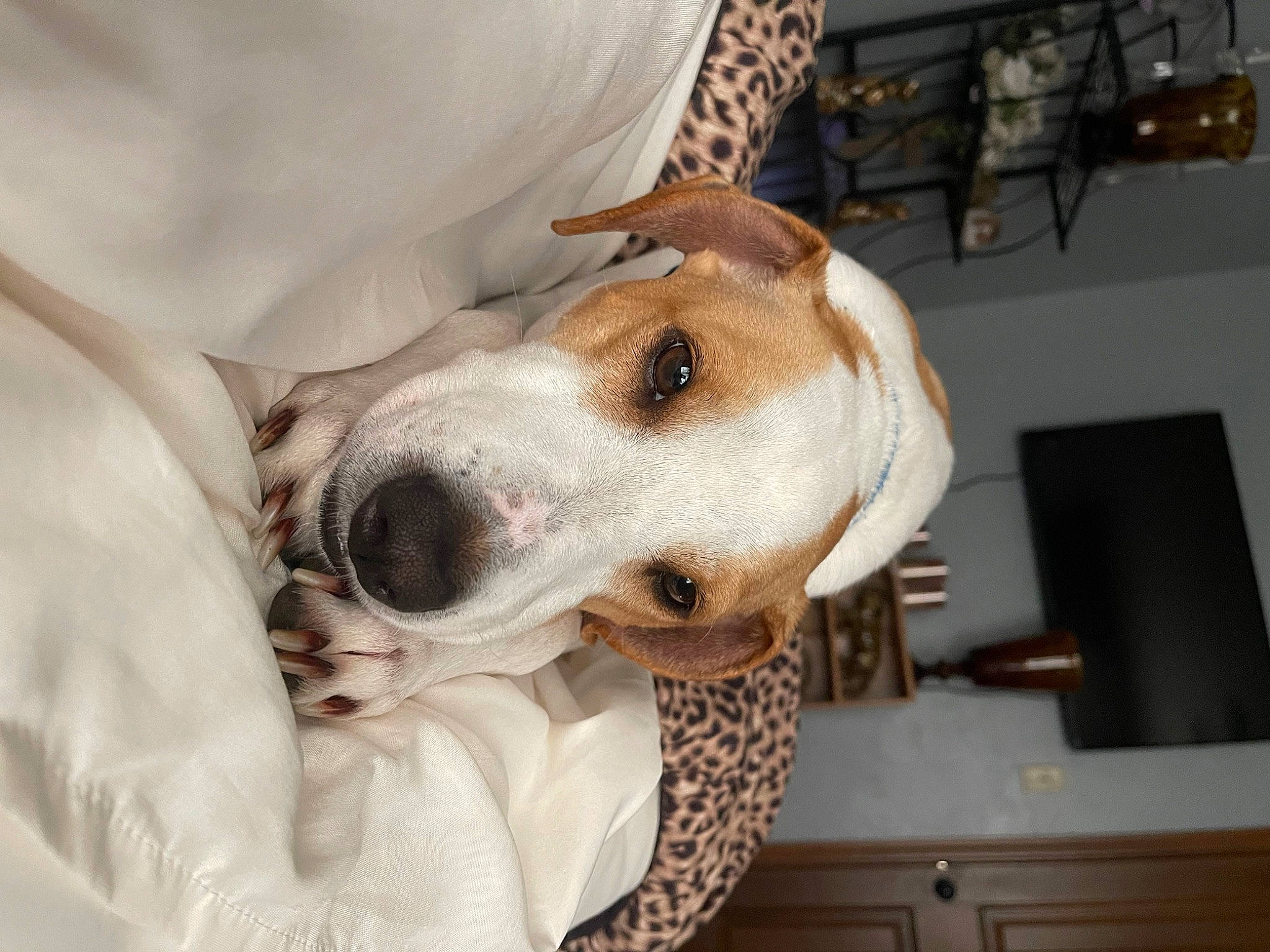 Sullivan joined the competition — help win amazing prizes! beaglier, canidae, carnivore, collar, comfort, companion_dog, dog, dog_breed, ear, fawn, fur, non_sporting_group, snout, sporting_group, whiskers, working_animal
