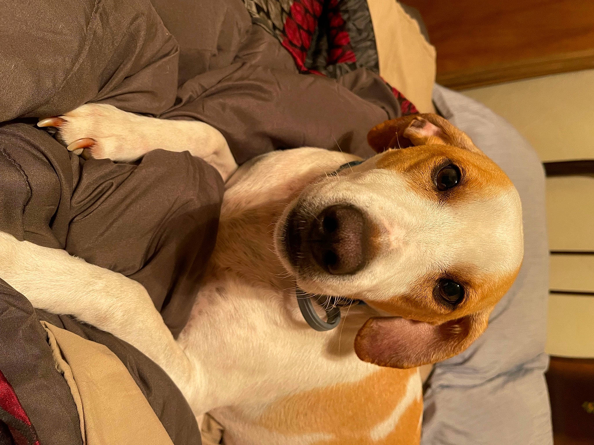 Sullivan is registered to the contest to win money with this photo: beaglier, canidae, carnivore, collar, comfort, companion_dog, dog, dog_breed, dog_supply, ear, fawn, fur, non_sporting_group, scent_hound, snout, sporting_group, whiskers, working_animal