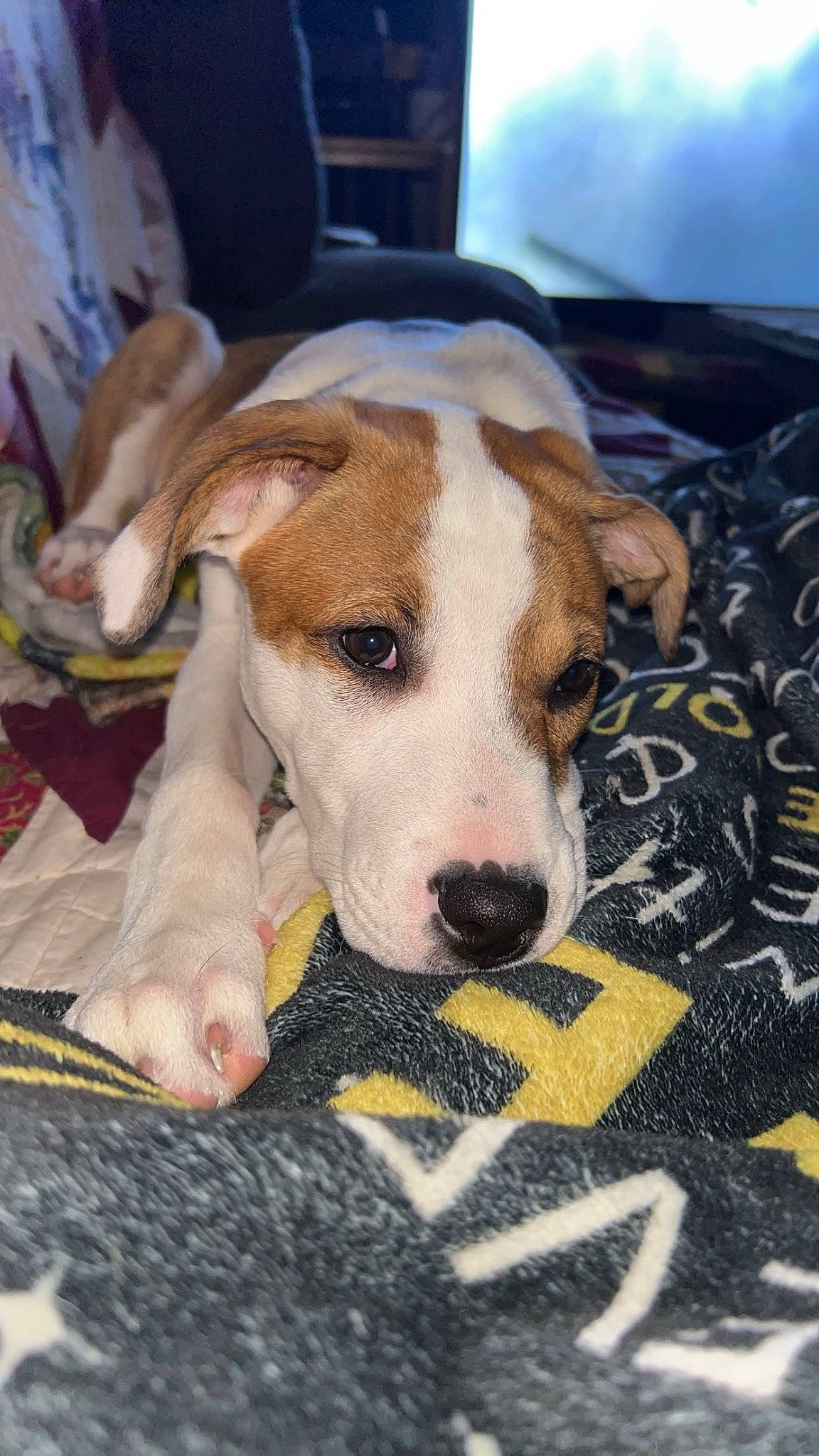 Saige is registered to the contest to win money with this photo: canidae, carnivore, collar, comfort, companion_dog, dog, dog_breed, fawn, fur, paw, scent_hound, snout, sporting_group, whiskers, working_animal