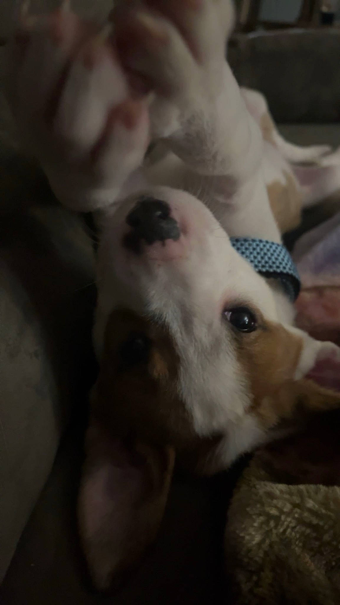 Saige joined the competition — help win amazing prizes! canidae, carnivore, companion_dog, dog, dog_breed, dogo_argentino, ear, fawn, fur, guard_dog, non_sporting_group, paw, puppy_love, selfie, snout, sporting_group, street_dog, toy_dog, whiskers, working_animal