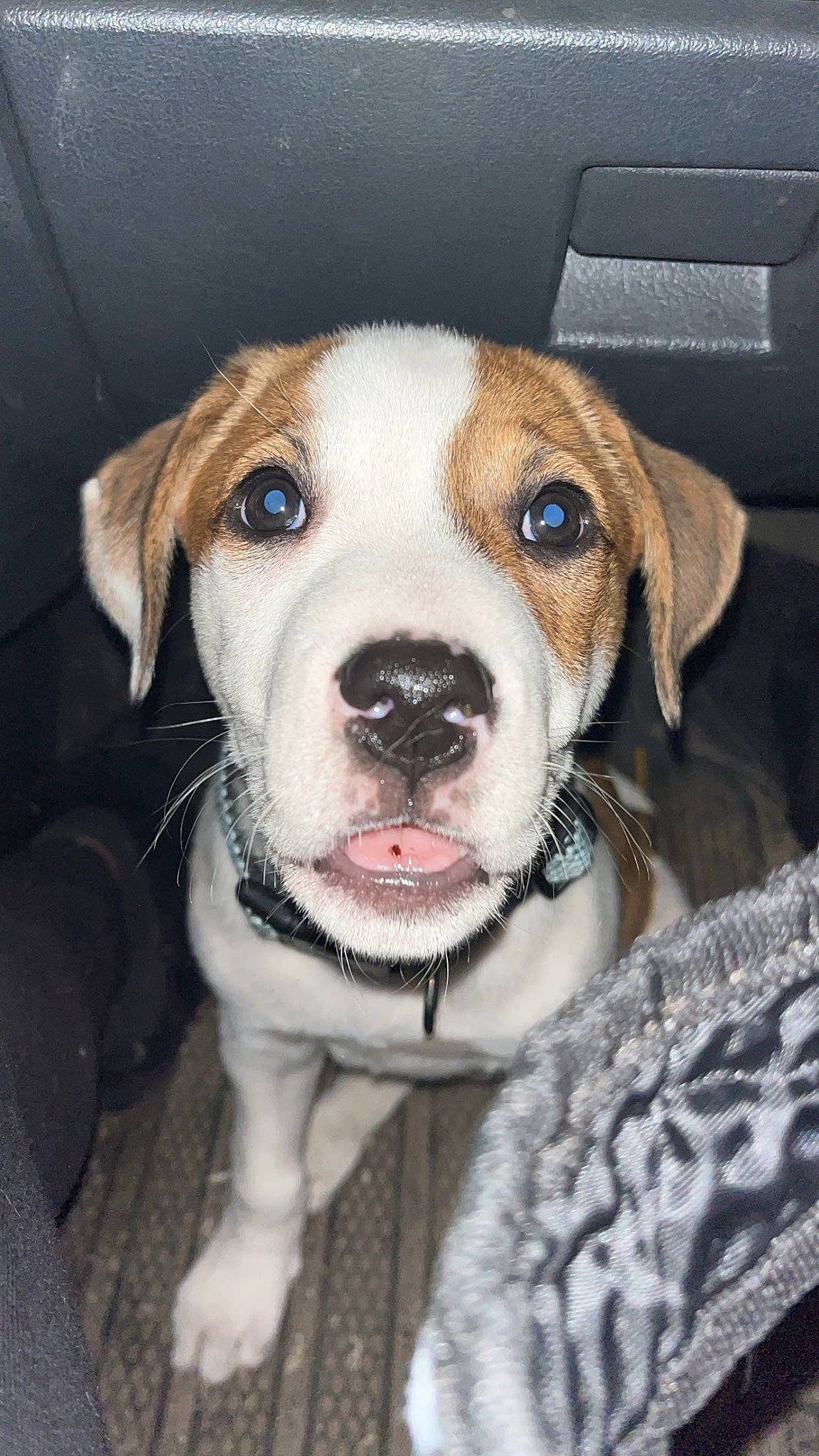 Saige joined the competition — help win amazing prizes! canidae, carnivore, circle, collar, companion_dog, dog, dog_breed, dog_collar, fawn, fur, hunting_dog, leash, non_sporting_group, pet_supply, puppy, sporting_group, whiskers, working_animal