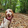 Appy participe au concours pour gagner de l'argent avec cette photo : animal, autumn, canine, cute, dog, forest, fur, happy, leaves, nature, outdoor, path, pet, puppy, red_harness, smiling, tongue_out, trees, walking_path, young_dog