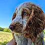 Appy participe au concours pour gagner de l'argent avec cette photo : animal, background_blur, blue_sky, canine, close_up, curly_ears, cute, daylight, dog, friendly, fur, grass, hand, holding, nature, outdoor, pet, portrait, puppy, young_dog