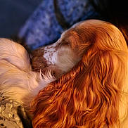 Appy participe au concours pour gagner de l'argent avec cette photo : animal, calm, canine, close_up, companion, cozy, cute, dog, fur, golden_fur, indoor, long_hair, peaceful, pet, portrait, relaxation, resting, serene, sleeping, warm_light