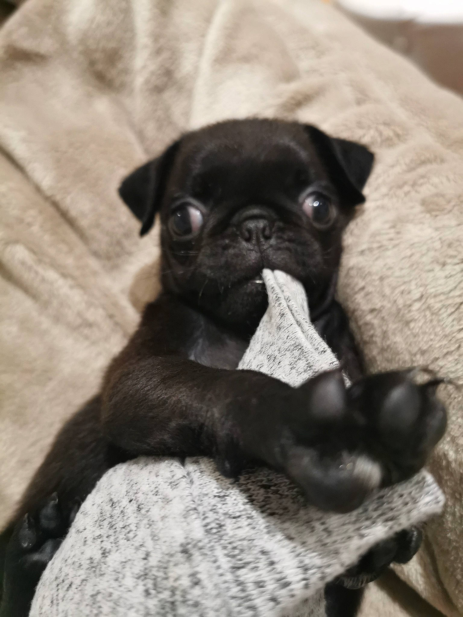 Vada is registered to the contest to win money with this photo: black, canidae, carnivore, companion_dog, dog, dog_breed, fawn, linens, non_sporting_group, pug, puppy, skin, snout, sporting_group, toy_dog, working_animal, wrinkle
