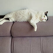 Tigrou a rejoint le concours — aidez-le/la à gagner de superbes lots ! cat, feline, pet, indoor, couch, sofa, furniture, white, black, green_eyes, relaxed, lying_down, domestic_animal, whiskers, fur, four_legs, tail, living_room, calm, resting