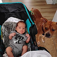 Reñan joined the competition — help win amazing prizes! baby, infant, dog, stroller, indoor, floor, tile_floor, wood_floor, clothing, pet, canine, person, baby_clothes, animal, collar, car_seat, blanket, foot, curious, looking