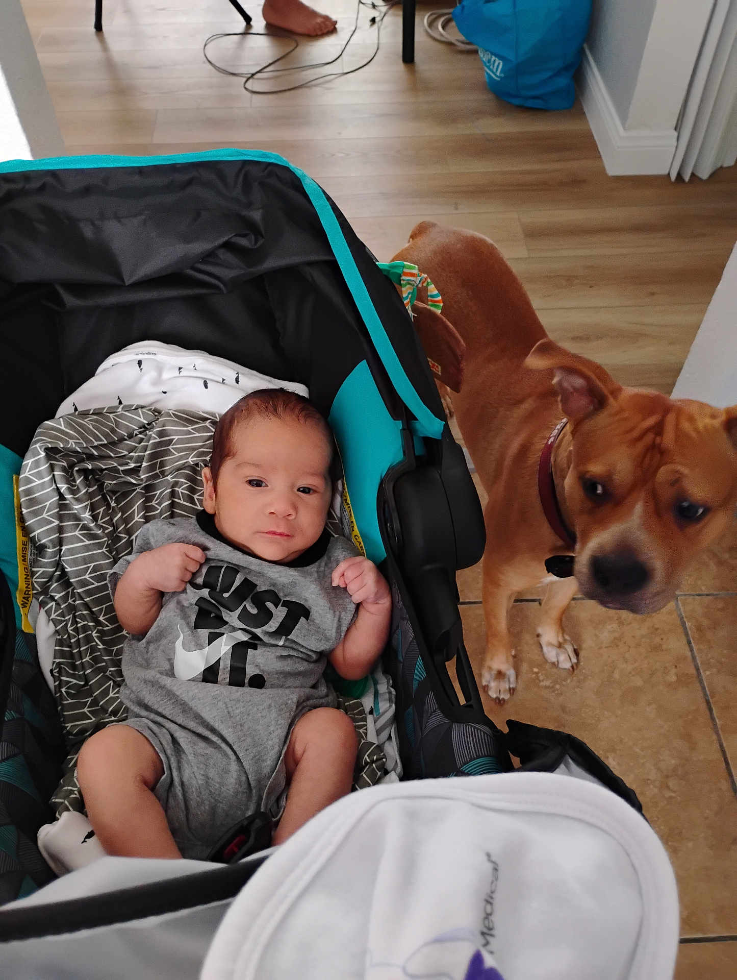 Reñan joined the competition — help win amazing prizes! baby, infant, dog, stroller, indoor, floor, tile_floor, wood_floor, clothing, pet, canine, person, baby_clothes, animal, collar, car_seat, blanket, foot, curious, looking