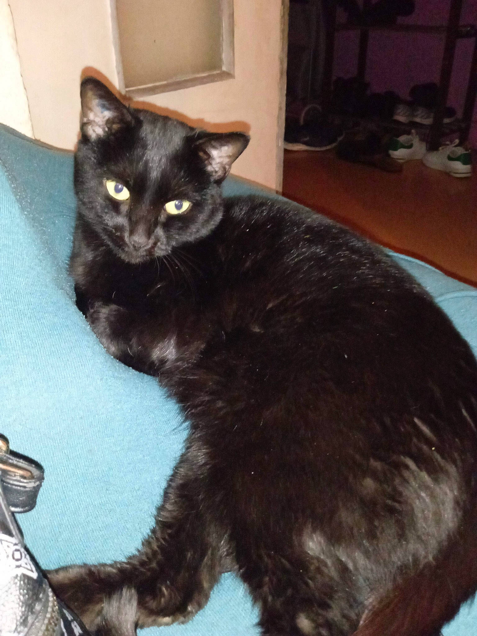 Mimi a rejoint le concours — aidez-le/la à gagner de superbes lots ! black_cat, bombay, carnivore, cat, cat_supply, claw, comfort, domestic_short_haired_cat, felidae, foot, fur, havana_brown, houseplant, paw, small_to_medium_sized_cats, snout, tail, terrestrial_animal, whiskers