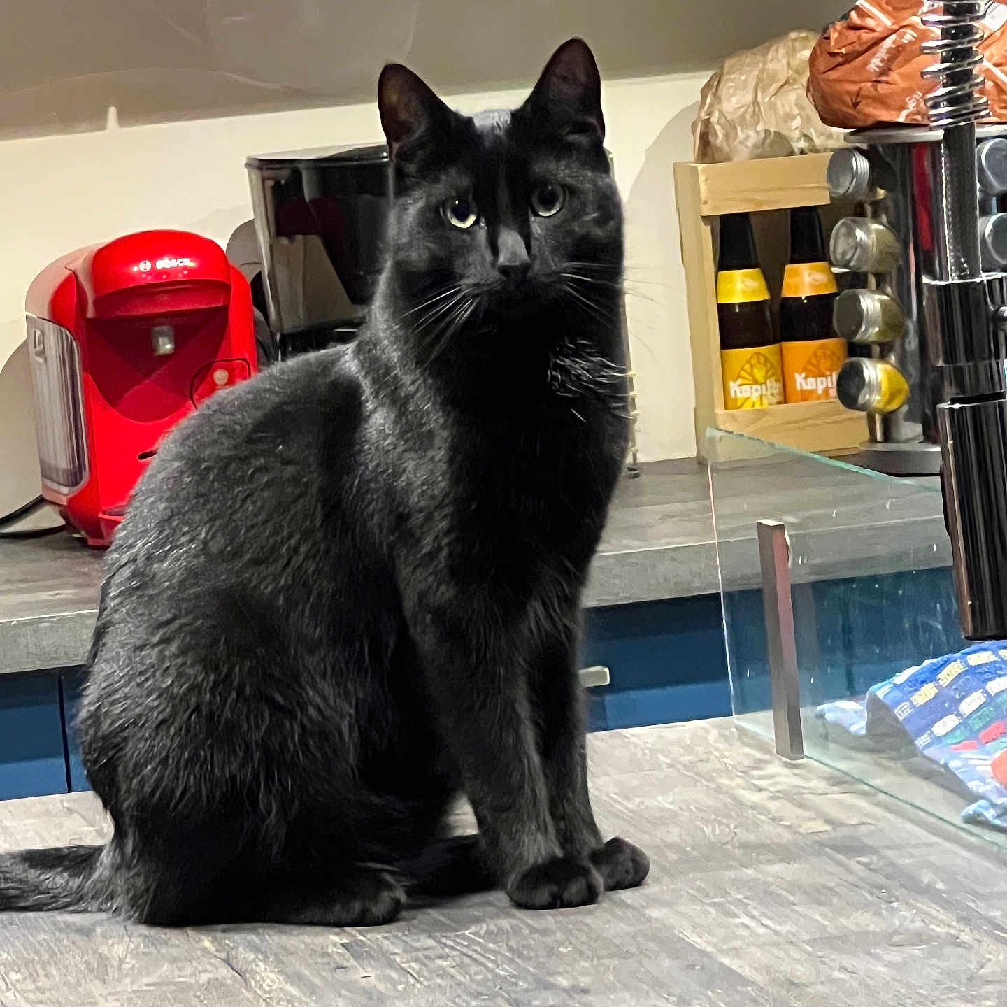 Ramses a rejoint le concours — aidez-le/la à gagner de superbes lots ! animal, appliance, black_cat, bottle, cat, coffee_machine, countertop, curious, domestic, domestic_cat, feline, fur, household, indoor, kitchen, looking, pet, sitting, table, whiskers