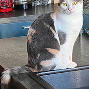 Isis participe au concours pour gagner de l'argent avec cette photo : cat, calico, kitchen, counter, sink, coffee_maker, bottle, appliance, pet, curious, yellow_eyes, fur, domestic_animal, indoor, table, household, curled_tail, looking, closeup, mammal