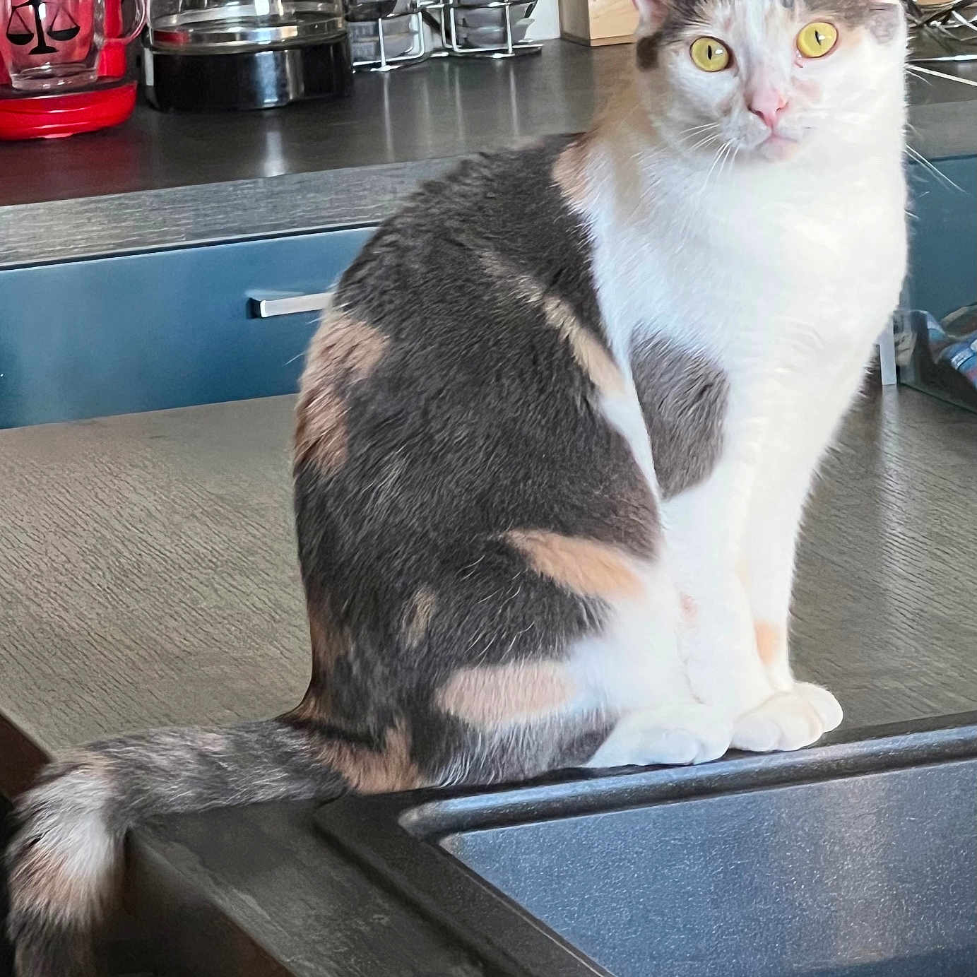 Isis participe au concours pour gagner de l'argent avec cette photo : appliance, bottle, calico, cat, closeup, coffee_maker, counter, curious, curled_tail, domestic_animal, fur, household, indoor, kitchen, looking, mammal, pet, sink, table, yellow_eyes
