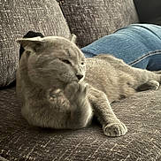 Star joined the competition — help win amazing prizes! animal, casual, cat, closeup, comfort, couch, cozy, fabric, furniture, gray_cat, grooming, home, indoor, jeans, paw, person, pet, relaxing, resting, texture