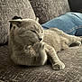 animal, casual, cat, closeup, comfort, couch, cozy, fabric, furniture, gray_cat, grooming, home, indoor, jeans, paw, person, pet, relaxing, resting, texture