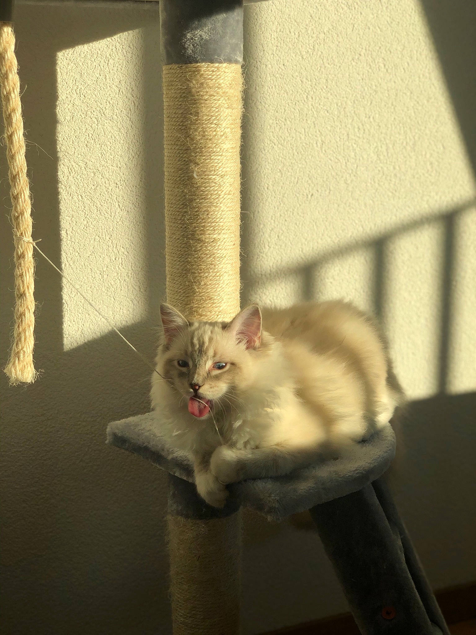 Miyuki participe au concours pour gagner de l'argent avec cette photo : carnivore, cat, cat_furniture, cat_supply, domestic_short_haired_cat, felidae, fur, pet_supply, small_to_medium_sized_cats, tail, vertebrate, whiskers