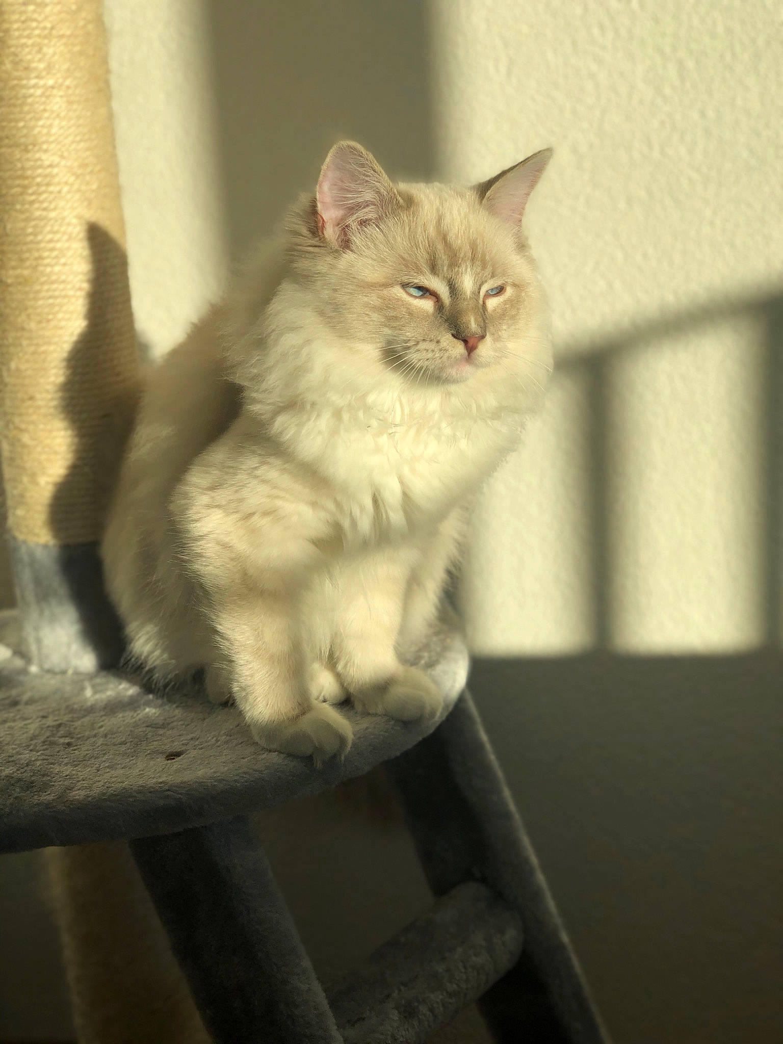 Miyuki a rejoint le concours — aidez-le/la à gagner de superbes lots ! carnivore, cat, felidae, fur, small_to_medium_sized_cats, snout, tail, vertebrate, whiskers