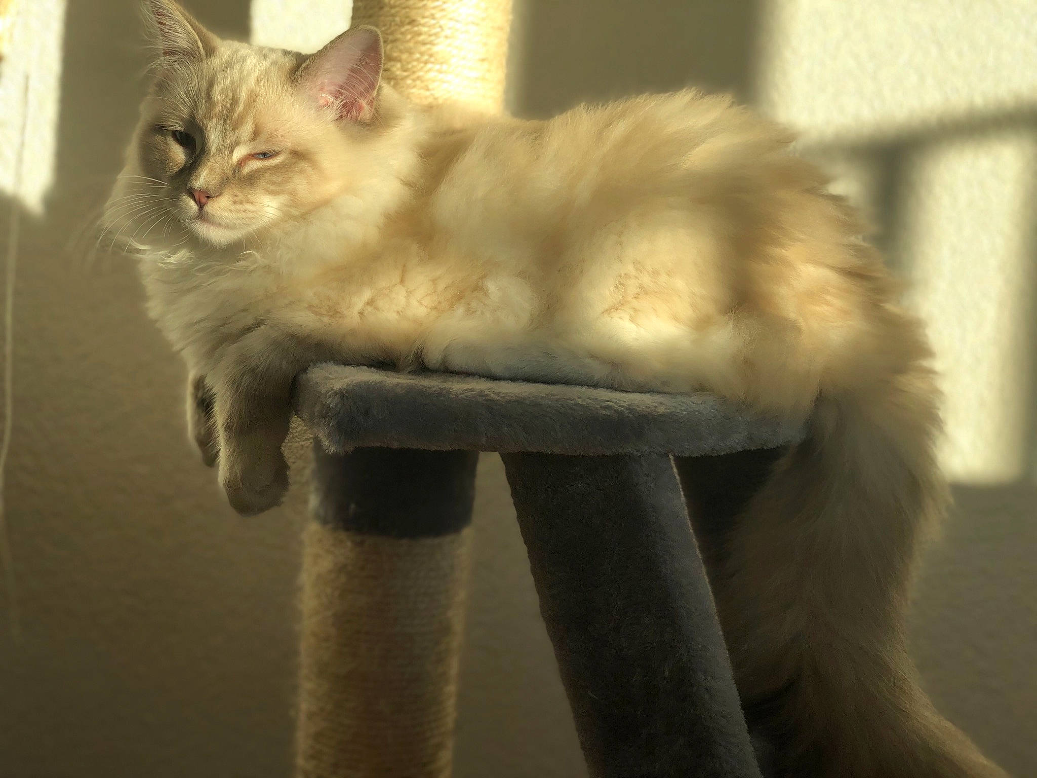 Miyuki a rejoint le concours — aidez-le/la à gagner de superbes lots ! beige, carnivore, cat, cat_furniture, domestic_short_haired_cat, fawn, felidae, fur, small_to_medium_sized_cats, snout, tail, vertebrate, whiskers