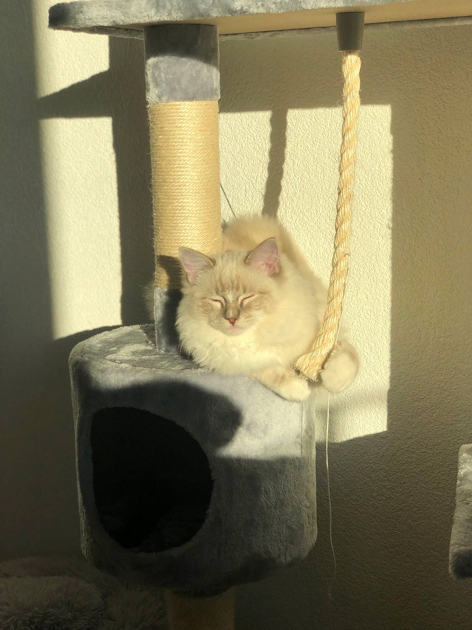 Miyuki a rejoint le concours — aidez-le/la à gagner de superbes lots ! animal_shelter, carnivore, cat, cat_bed, cat_furniture, cat_supply, domestic_short_haired_cat, felidae, fur, pet_supply, small_to_medium_sized_cats, tail, vertebrate, whiskers