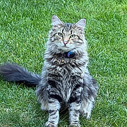 Leo is registered to the contest to win money with this photo: alert, animal, bell, cat, collar, feline, fluffy, front_view, garden, grass, gray, lawn, long_hair, outdoor, pet, portrait, sitting, striped, tabby, whiskers