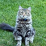 alert, animal, bell, cat, collar, feline, fluffy, front_view, garden, grass, gray, lawn, long_hair, outdoor, pet, portrait, sitting, striped, tabby, whiskers
