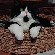 Bisou a rejoint le concours — aidez-le/la à gagner de superbes lots ! animal, basket, black_and_white, cat, eyes, fluffy, fur, furniture, home_decor, indoor, lounging, paws, pet, pink_nose, portrait, sitting, tuxedo_cat, whiskers, wide_eyed, woven_texture