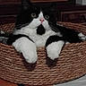 animal, basket, black_and_white, cat, eyes, fluffy, fur, furniture, home_decor, indoor, lounging, paws, pet, pink_nose, portrait, sitting, tuxedo_cat, whiskers, wide_eyed, woven_texture
