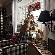 Hopper is registered to the contest to win money with this photo: cat, chair, window, christmas_tree, decorations, curtains, lamp, pillow, snow, indoor, holiday, cozy, orange_cat, checkered_pattern, wooden_table, figurines, plaid, ornaments, festive, living_room