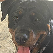 Mint is registered to the contest to win money with this photo: animal, black_and_tan, canine, close_up, collar, companion, cute, dog, domestic_animal, face, friendly, fur, happy, indoor, mammal, pet, portrait, rottweiler, smiling, tongue_out