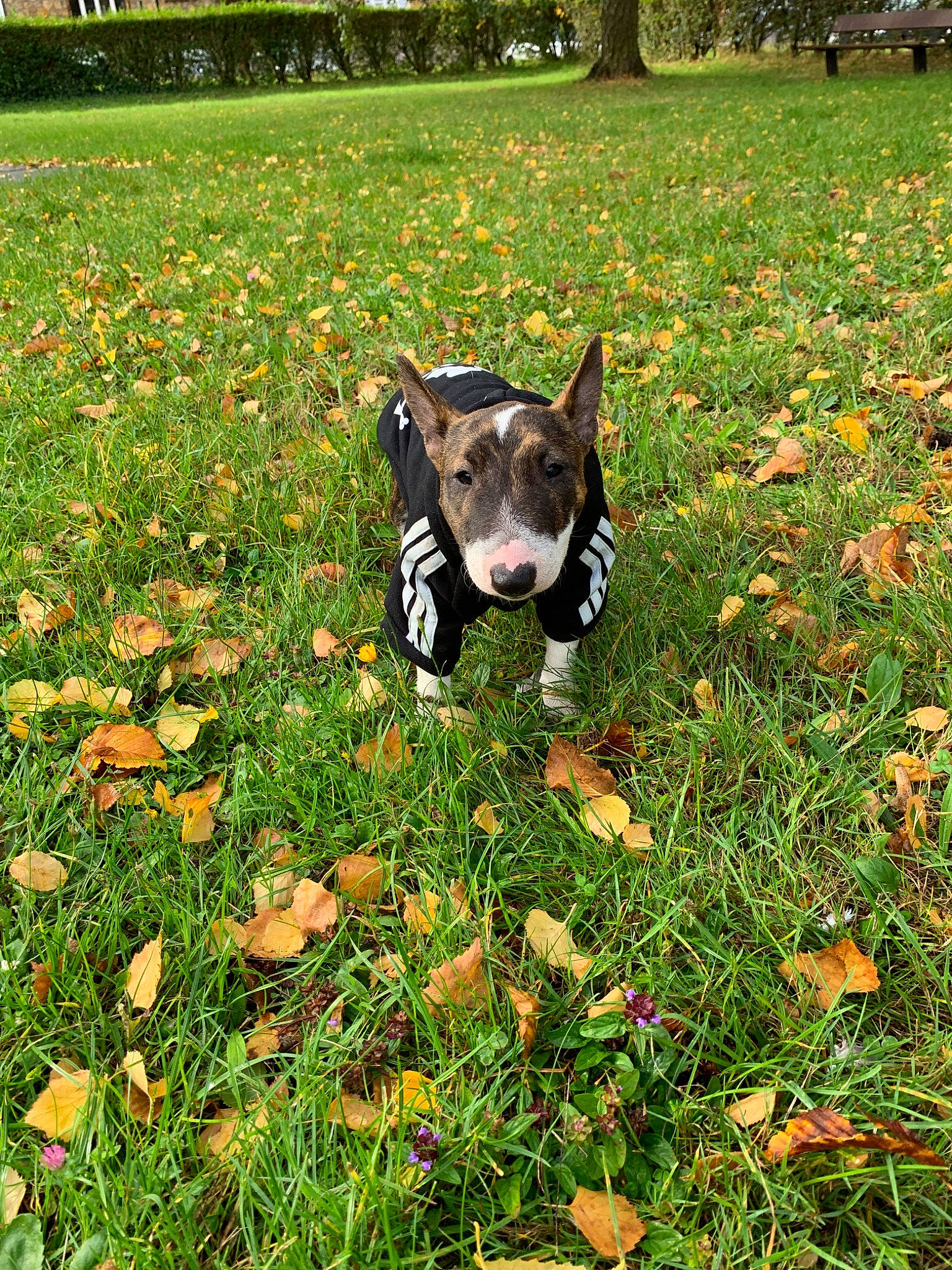 Pops a rejoint le concours — aidez-le/la à gagner de superbes lots ! american_staffordshire_terrier, autumn, boston_terrier, canidae, carnivore, companion_dog, dog, dog_breed, fawn, french_bulldog, grass, leaf, mammal, non_sporting_group, plant, puppy, sporting_group