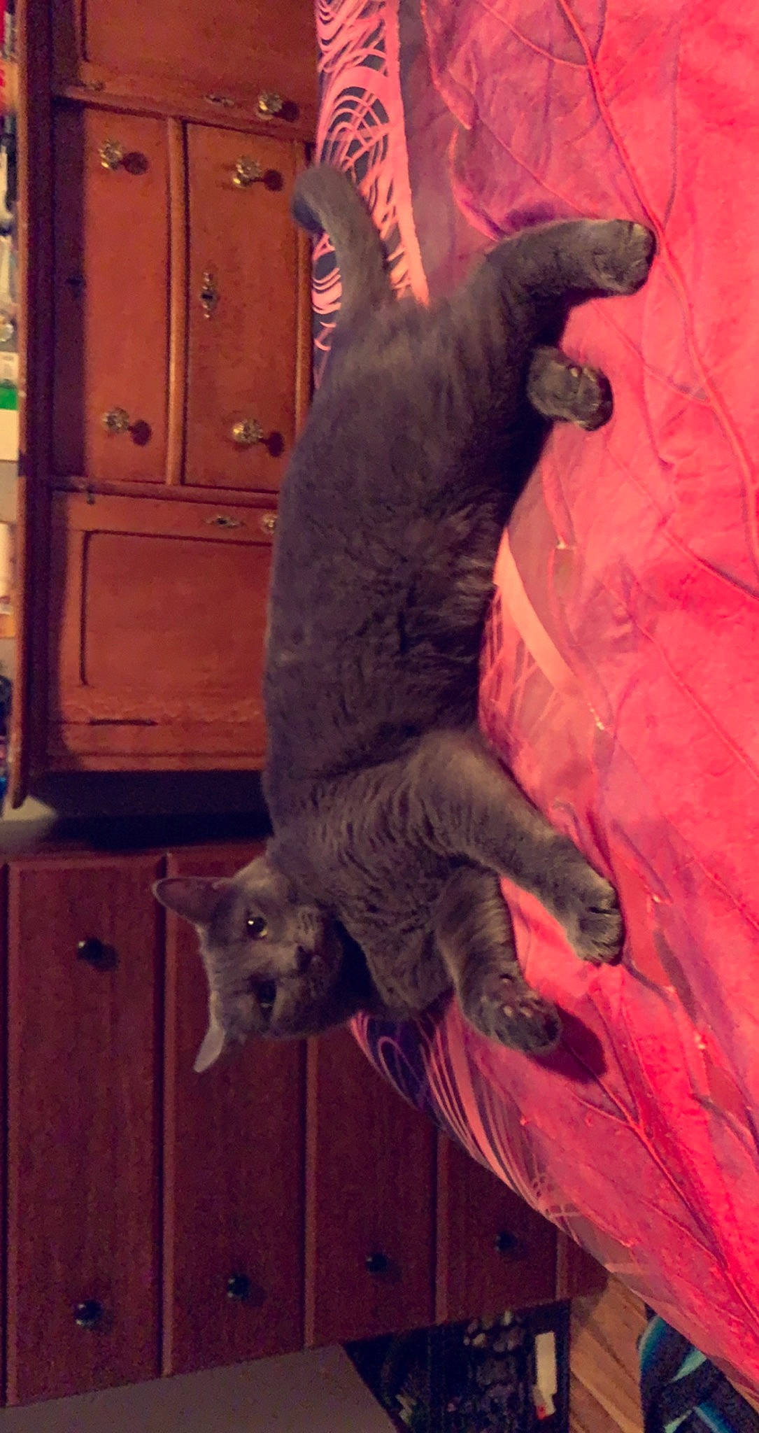 Storm is registered to the contest to win money with this photo: art, cabinetry, canidae, carmine, carnivore, dinosaur, dog_breed, domestic_short_haired_cat, felidae, fur, magenta, mythical_creature, small_to_medium_sized_cats, snout, sporting_group, tail, terrestrial_animal, visual_arts, whiskers, wood