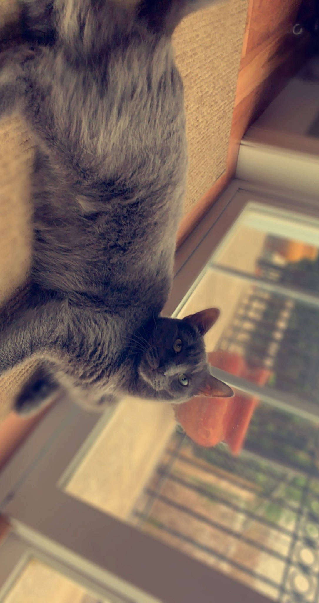 Storm joined the competition — help win amazing prizes! beard, carnivore, cat, cloud, domestic_short_haired_cat, felidae, flooring, fur, hardwood, human_leg, paw, sky, small_to_medium_sized_cats, snout, tail, whiskers, wood