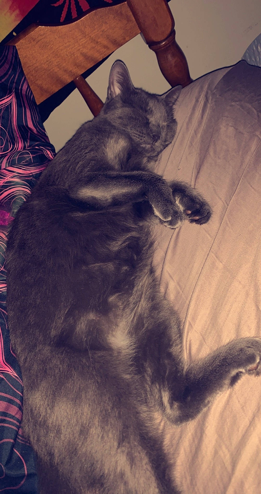 Storm is registered to the contest to win money with this photo: black_cat, canidae, carnivore, cat, comfort, dog_breed, domestic_short_haired_cat, ear, fawn, felidae, fur, grey, mammal, paw, small_to_medium_sized_cats, snout, sporting_group, tail, vertebrate, whiskers