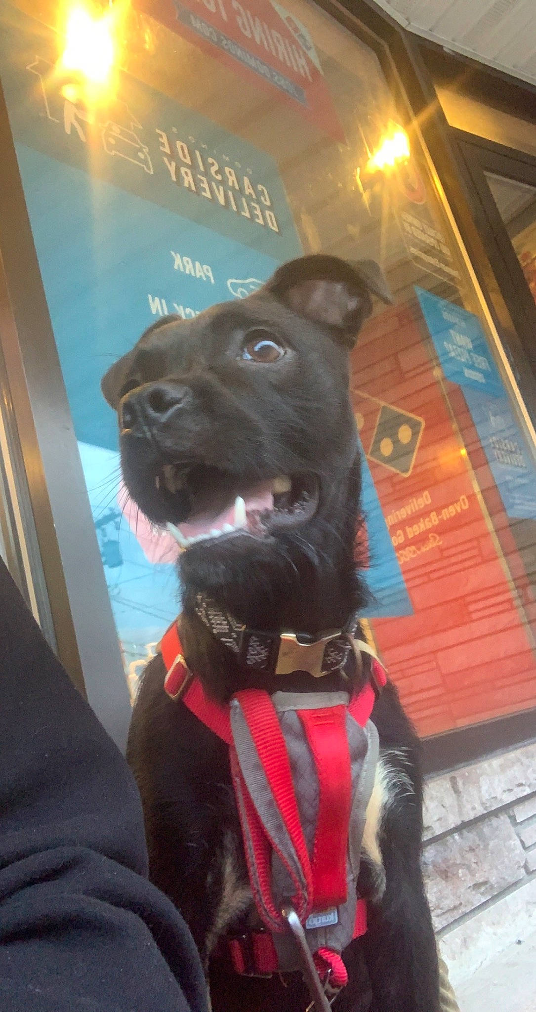 Delilah is registered to the contest to win money with this photo: canidae, carnivore, collar, companion_dog, dog, dog_breed, dog_collar, dog_supply, electric_blue, fashion_accessory, fawn, fur, leash, personal_protective_equipment, pet_supply, snout, sporting_group, whiskers, window, working_animal