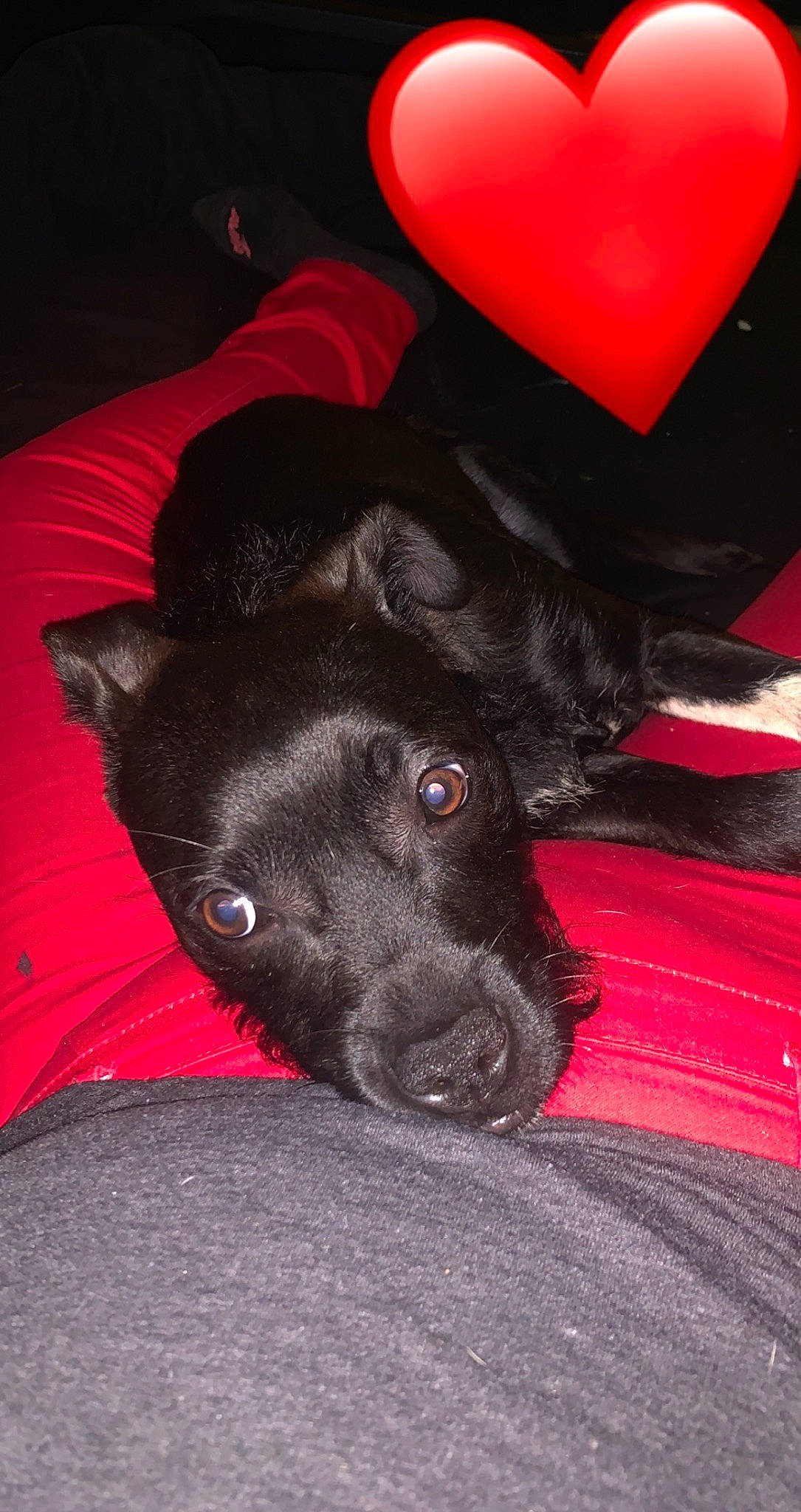 Delilah is registered to the contest to win money with this photo: borador, canidae, carmine, carnivore, comfort, companion_dog, dog, dog_breed, ear, foot, fur, laptop, magenta, non_sporting_group, snout, sporting_group, terrestrial_animal, whiskers, working_animal