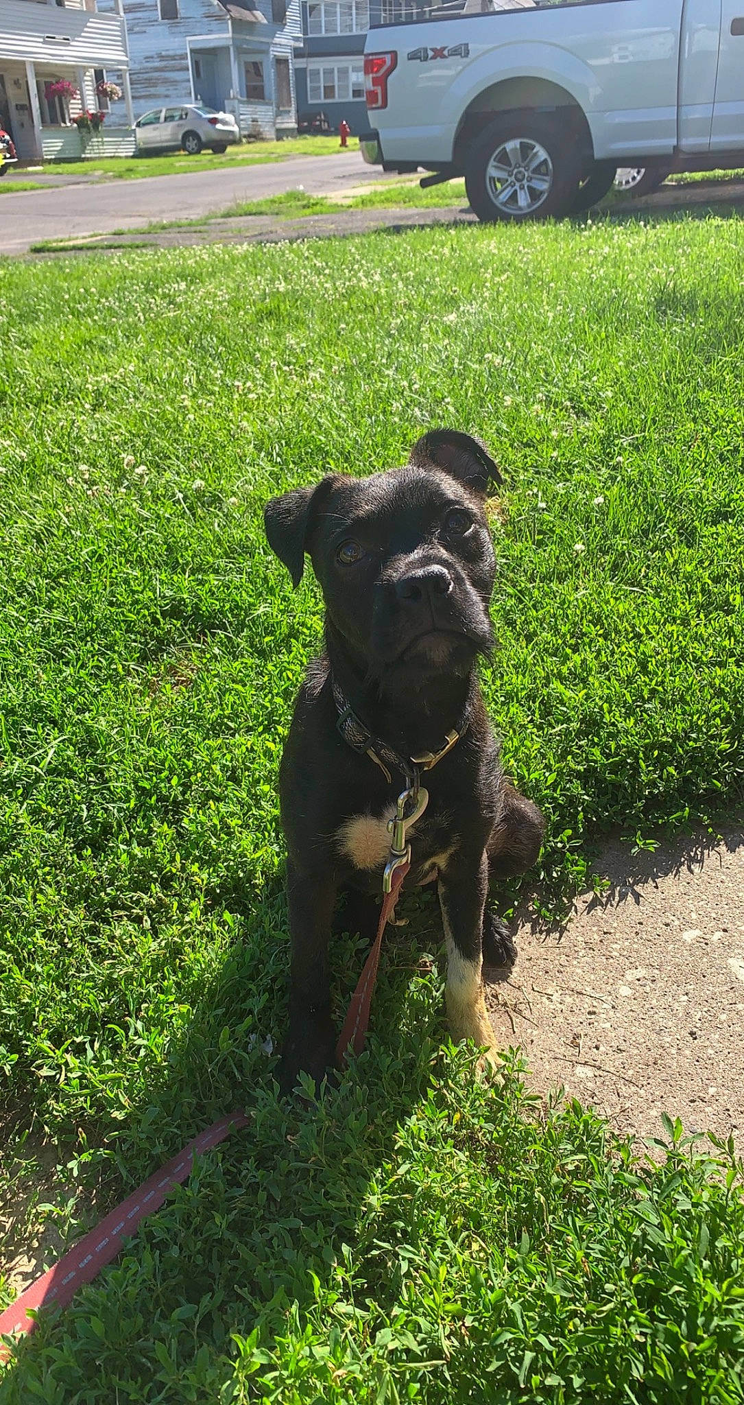 Delilah joined the competition — help win amazing prizes! art, carnivore, collar, companion_dog, dog, dog_breed, dog_collar, fawn, grass, groundcover, lawn, liver, plant, shrub, snout, tail, tire, toy_dog, wheel, working_animal