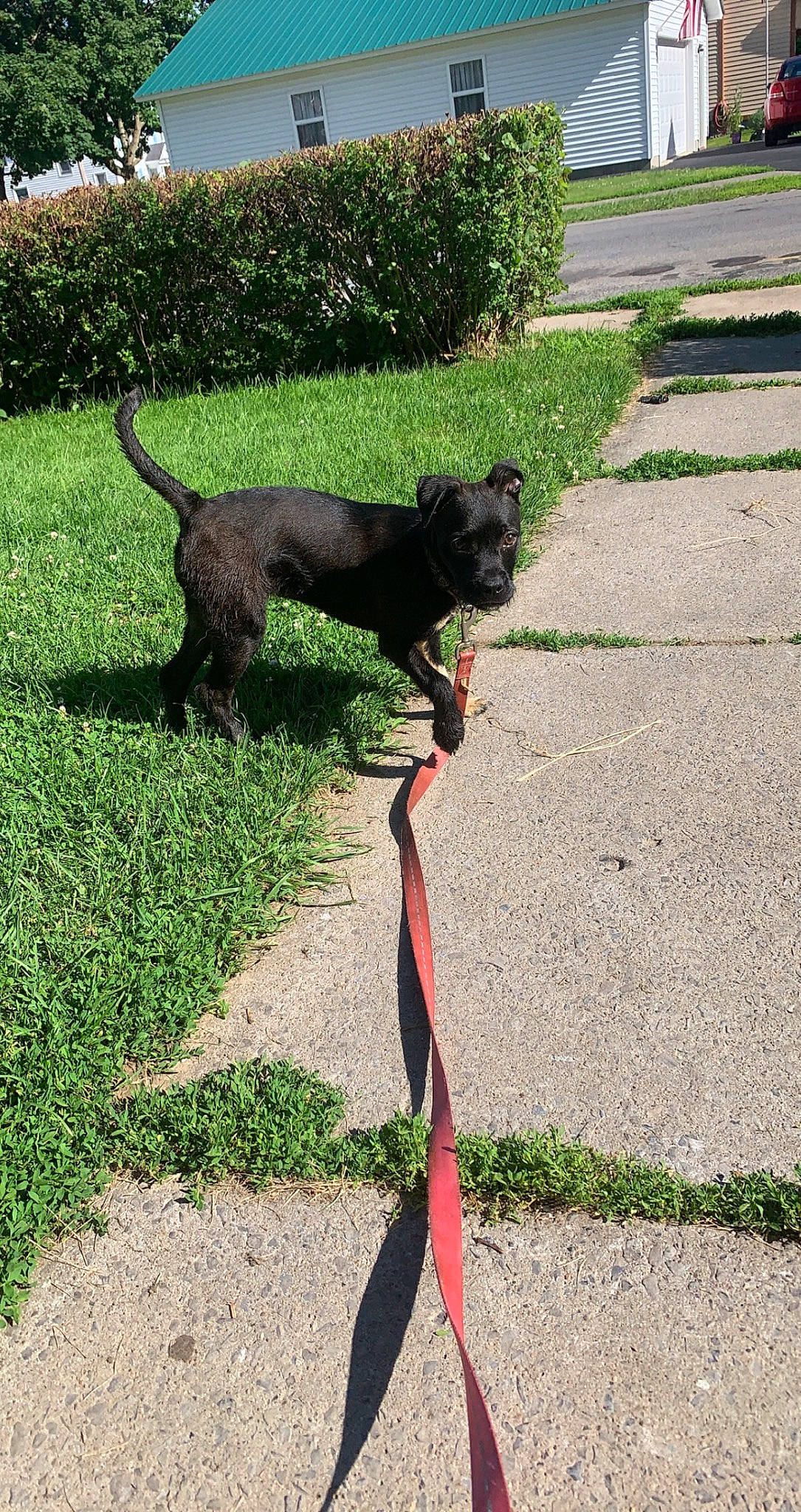 Delilah is registered to the contest to win money with this photo: asphalt, carnivore, collar, companion_dog, dog, dog_breed, dog_collar, dog_supply, fashion_accessory, fawn, garden_hose, grass, leash, liver, pet_supply, plant, road_surface, snout, tail, working_animal